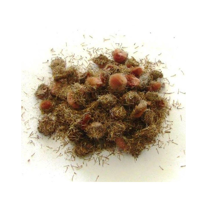 {
  "product_data": "Arnica"
}