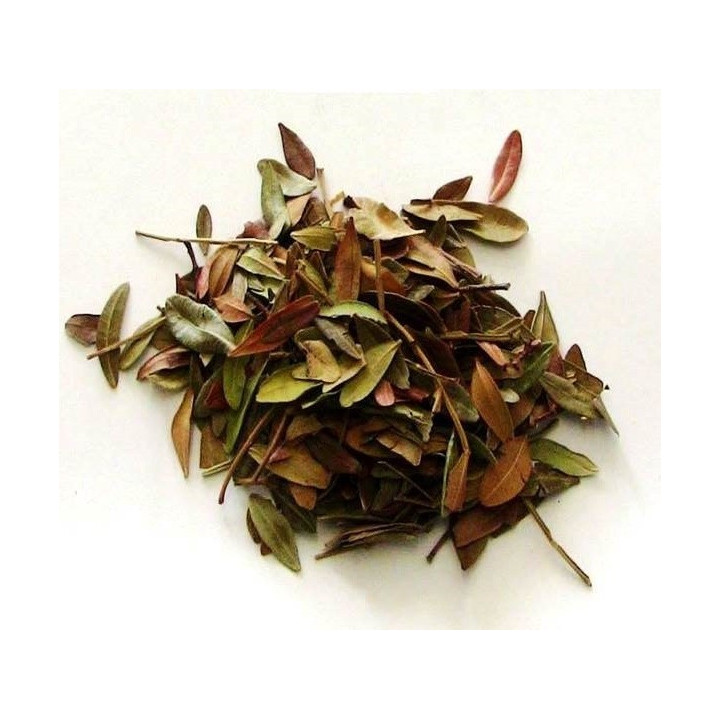 {
  "text": "Aroeira"
}