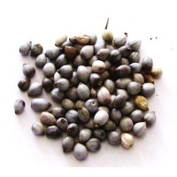 {
  "name": "tears of our lady – seeds 50g"
}