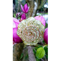 ORGONITA - CONCHA DE SANTIAGO