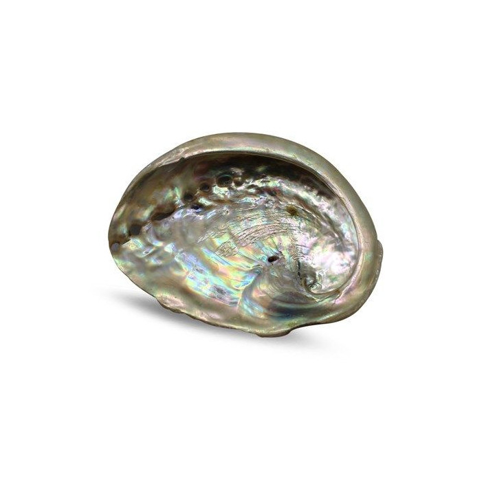 CONCHA DE ABALONE 7/9CM