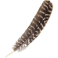 {
  "name": "Ritual Peruvian Feather - 30cm"
}