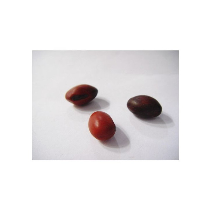 Fava de Iemanjá S/Algodão