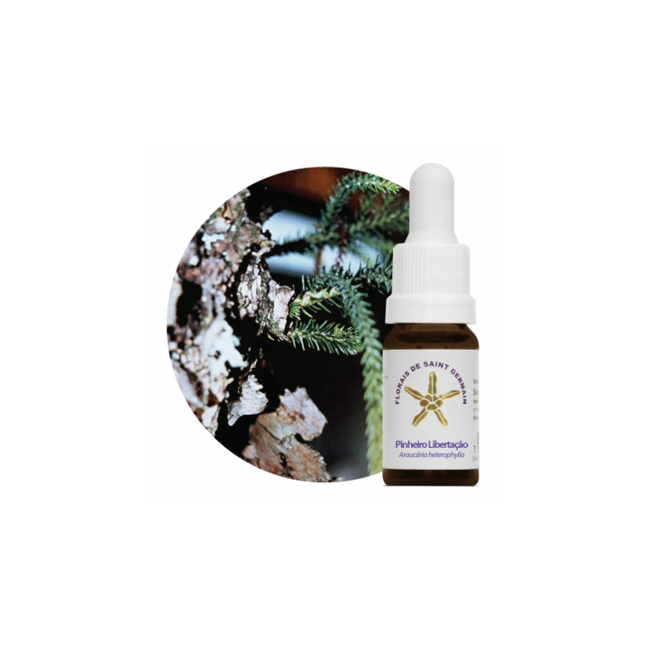 {
  "name": "Floral Pinheiro Libertador - 10ml"
}