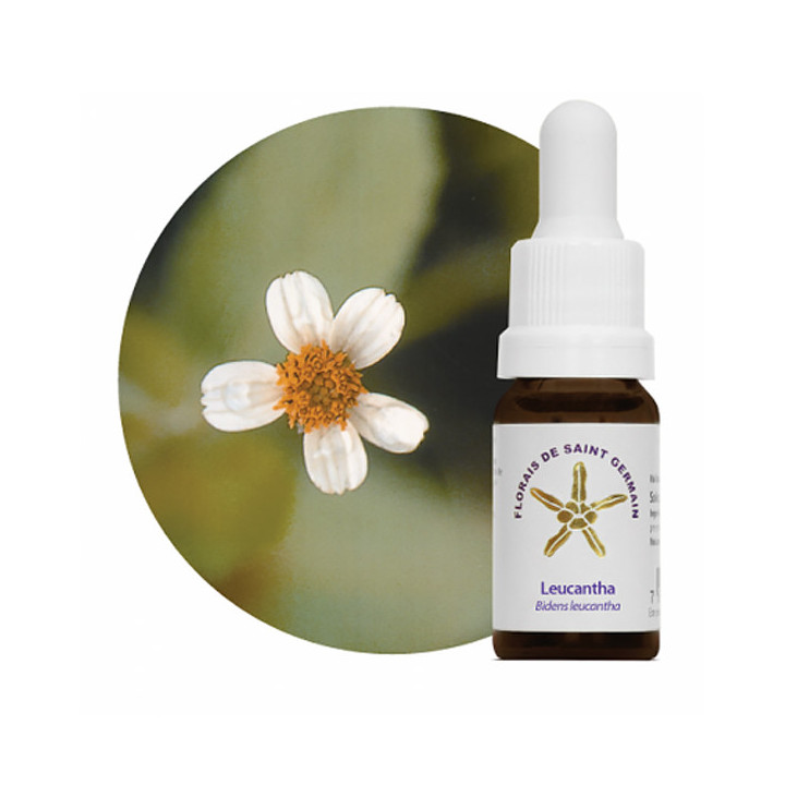 {
  "name": "Floral Leucantha - 10ml"
}