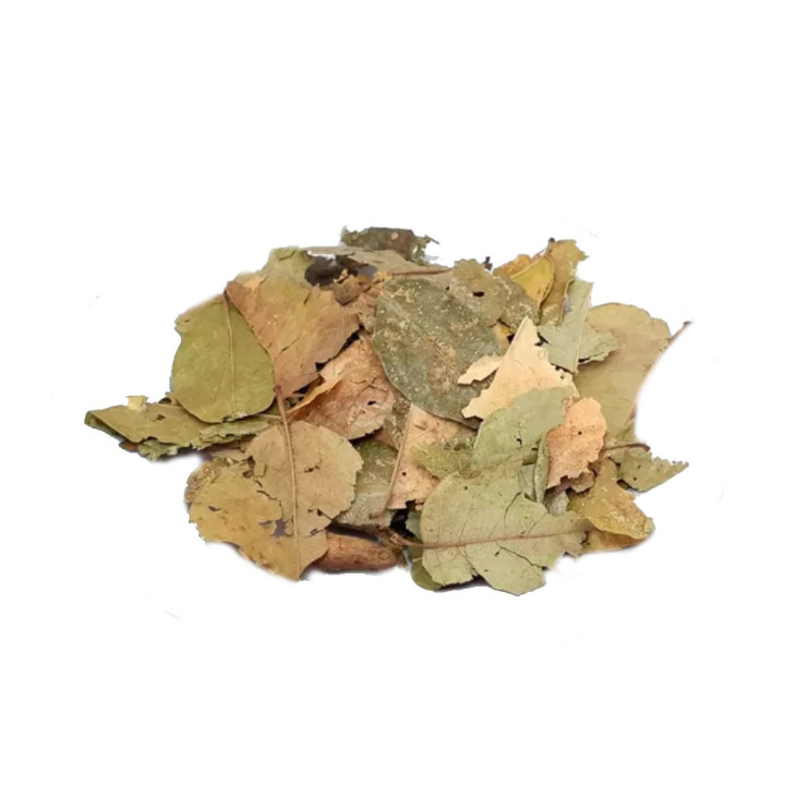 {
  "name": "Graviola - Plant 50g"
}